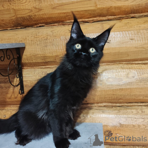 Photo №1. maine coon - for sale in the city of Nizhny Novgorod | 3850$ | Announcement № 147139