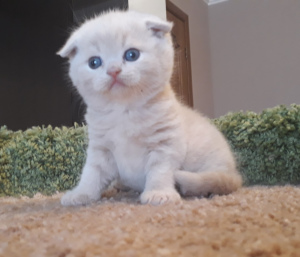 Photo №2 to announcement № 6126 for the sale of scottish fold - buy in Russian Federation breeder