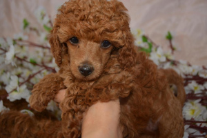 Photo №2 to announcement № 2553 for the sale of poodle (toy) - buy in Russian Federation from nursery, breeder