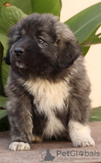 Photo №3. Caucasian German Shepherd puppies. Serbia