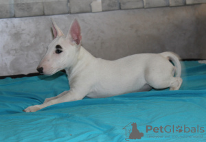 Additional photos: Miniature bull terrier puppies