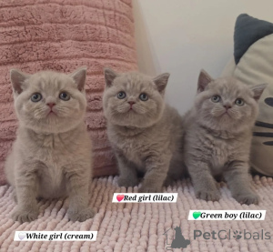 Photo №1. british shorthair - for sale in the city of Antwerp | 413$ | Announcement № 174735