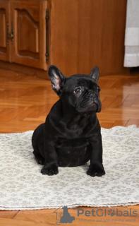 Additional photos: French bulldog