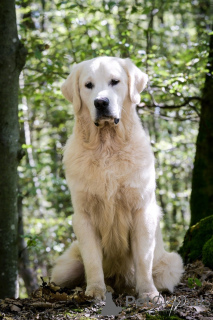 Photo №4. I will sell golden retriever in the city of Domaljevac. breeder - price - negotiated