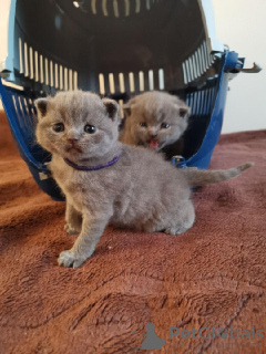 Photo №1. scottish fold - for sale in the city of Аугсбург | Is free | Announcement № 95108