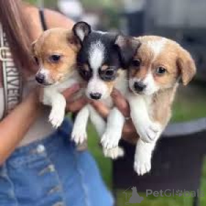 Photo №1. jack russell terrier - for sale in the city of Amsterdam | 723$ | Announcement № 164947