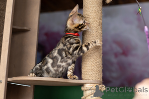 Photo №3. Affectionate Bengal boy with vaccinations and pedigree. Belarus