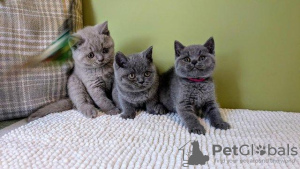 Photo №1. british shorthair - for sale in the city of Wiesbaden | 370$ | Announcement № 119433