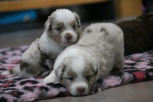 Photo №3. Australian Shepherd puppy to reserve. Belgium