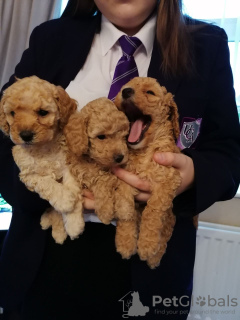 Photo №3. Cute Toy poodle puppies available for free adoption. Germany