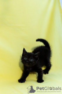 Photo №3. Kittens are looking for a home. Russian Federation