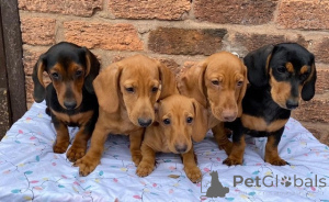 Photo №1. dachshund - for sale in the city of Bremen | 258$ | Announcement № 156391