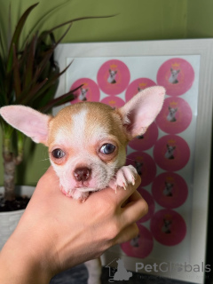 Photo №2 to announcement № 163634 for the sale of chihuahua - buy in Finland private announcement, from the shelter