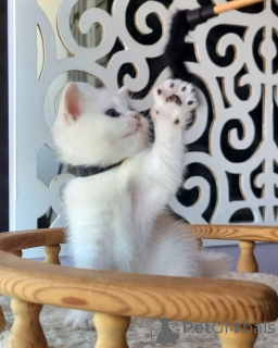 Photo №1.  - for sale in the city of STEPANTSMinda | negotiated | Announcement № 161857