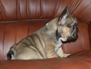 Photo №1.  - for sale in the city of Minsk | 700$ | Announcement № 2896