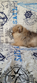 Additional photos: Pomeranian boy