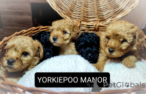 Photo №4. I will sell poodle (toy) in the city of Bydgoszcz. breeder - price - negotiated