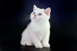 Photo №1. british shorthair - for sale in the city of Kishinev | negotiated | Announcement № 2387
