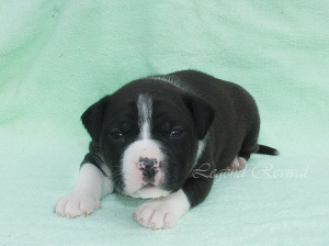Photo №1. american staffordshire terrier - for sale in the city of Москва | 520$ | Announcement № 6121