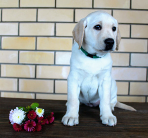 Additional photos: Labrador (Eng bloodline)