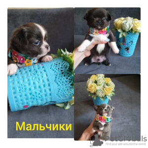 Photo №3. Chihuahua puppies for sale. Russian Federation