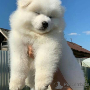 Photo №2 to announcement № 11660 for the sale of samoyed dog - buy in United States 