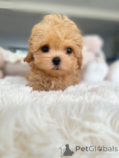 Photo №3. Adorable Maltipoo Puppies Ready to Melt Your Heart!. Germany