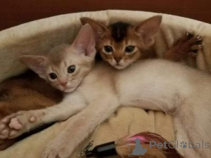 Photo №2 to announcement № 176764 for the sale of abyssinian cat - buy in Belgium private announcement