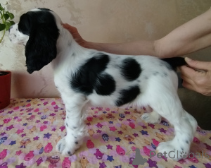 Photo №2 to announcement № 139117 for the sale of american cocker spaniel, english cocker spaniel - buy in Belarus private announcement