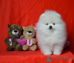 Photo №1. pomeranian - for sale in the city of Эспоо | 350$ | Announcement № 119366