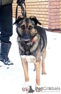 Additional photos: Timosha is waiting for his family.