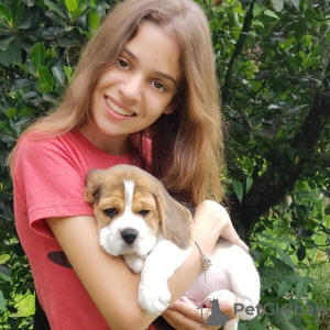 Photo №3. beagle puppies looking. Germany