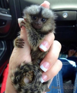 Photo №1.  - for sale in the city of Bakhmach | negotiated | Announcement № 161697