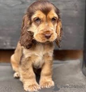 Photo №2 to announcement № 166731 for the sale of english cocker spaniel - buy in France private announcement, breeder