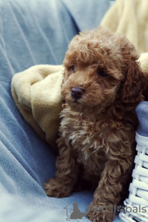 Additional photos: Red dwarf poodle