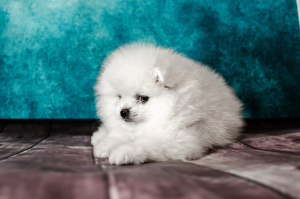 Additional photos: Pomeranian shpitz, White, Girl.