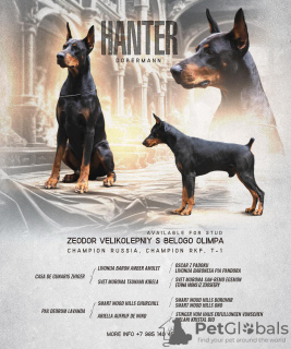 Photo №1. Mating service - breed: dobermann. Price - 325$