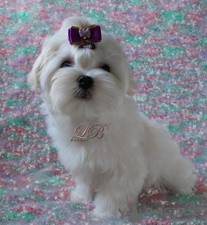 Photo №1. maltese dog - for sale in the city of Kiev | 1500$ | Announcement № 17433