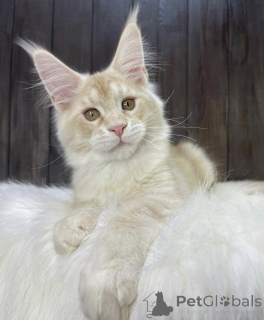 Photo №1. maine coon - for sale in the city of Bellaire | 780$ | Announcement № 161673