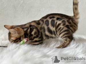 Additional photos: Gorgeous Bengal boy