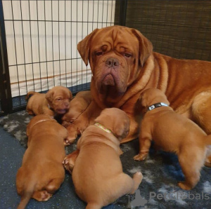 Photo №2 to announcement № 78622 for the sale of dogue de bordeaux - buy in Bulgaria 