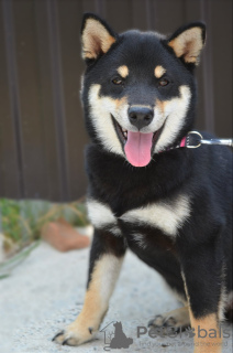 Additional photos: Shiba Inu puppies