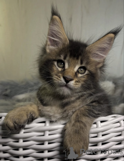 Photo №1. maine coon - for sale in the city of Bellaire | 550$ | Announcement № 161720