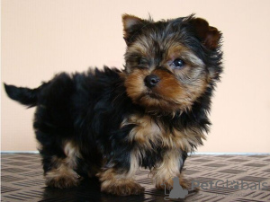 Photo №2 to announcement № 133213 for the sale of yorkshire terrier - buy in Germany private announcement