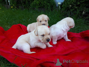 Photo №1. labrador retriever - for sale in the city of Tallinn | negotiated | Announcement № 162261