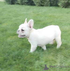 Additional photos: French bulldog