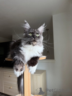 Photo №1. maine coon - for sale in the city of 'S-hertogenbosch | negotiated | Announcement № 155399