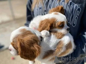 Photo №2 to announcement № 175102 for the sale of cavalier king charles spaniel - buy in Germany private announcement