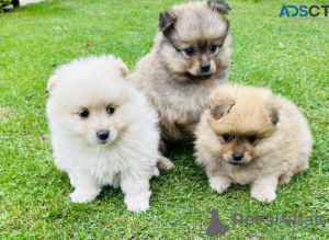 Photo №1. pomeranian - for sale in the city of Никосия | negotiated | Announcement № 79583