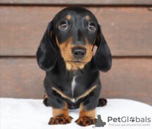 Additional photos: dachshund puppy